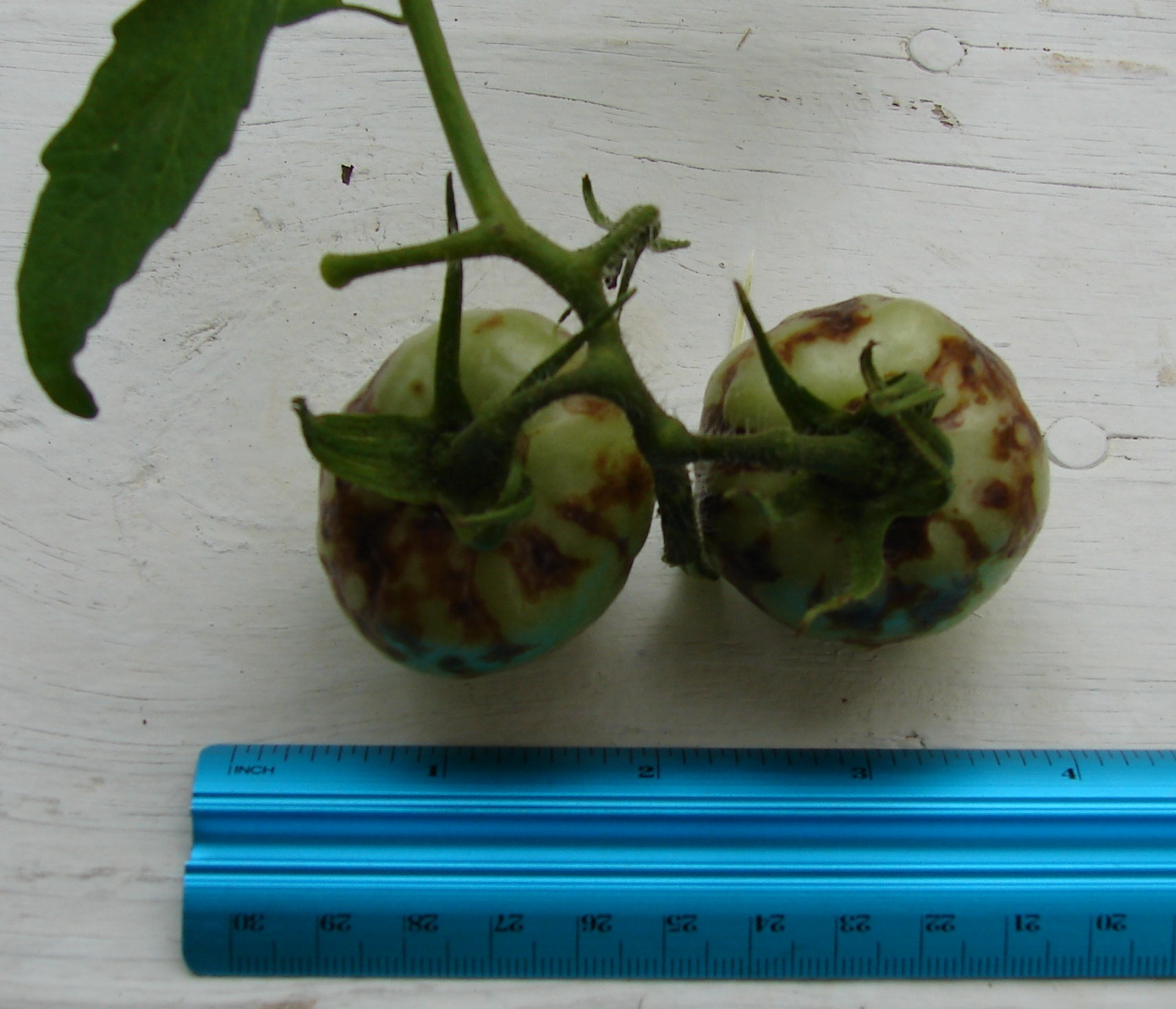 tomato spotted wilt virus 3 don't know source