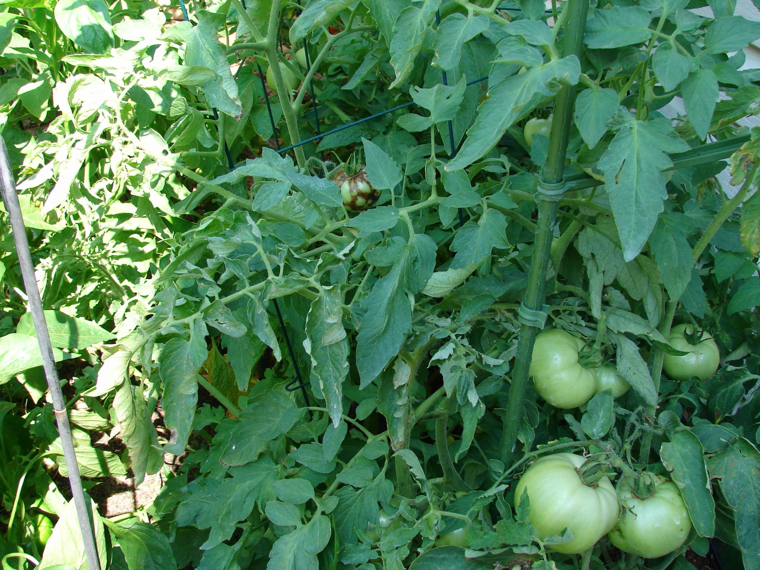 tomato spotted wilt virus 4 don't know source