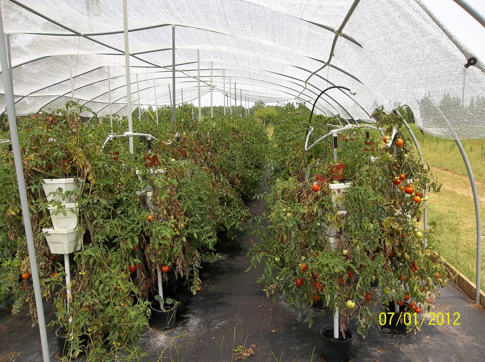 tomatoes 006
