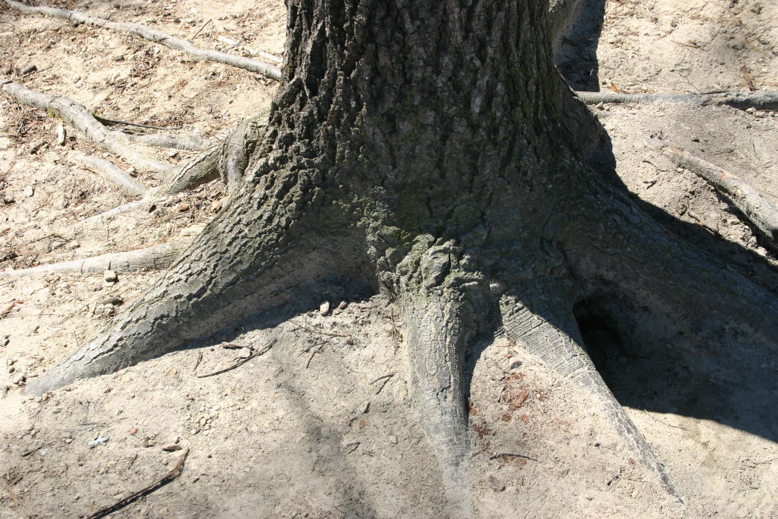 tree flare roots