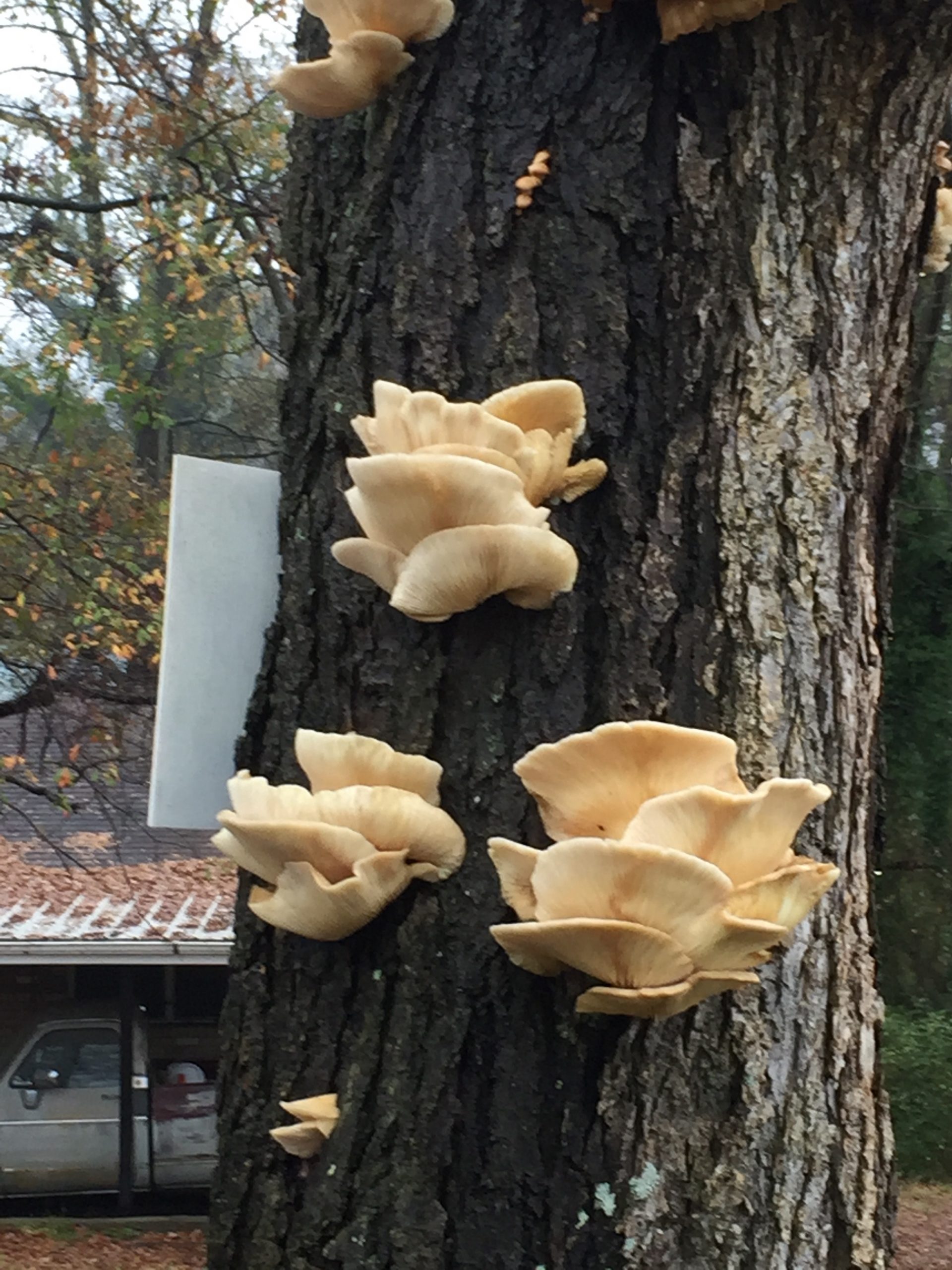 tree pecan with mushrooms 1