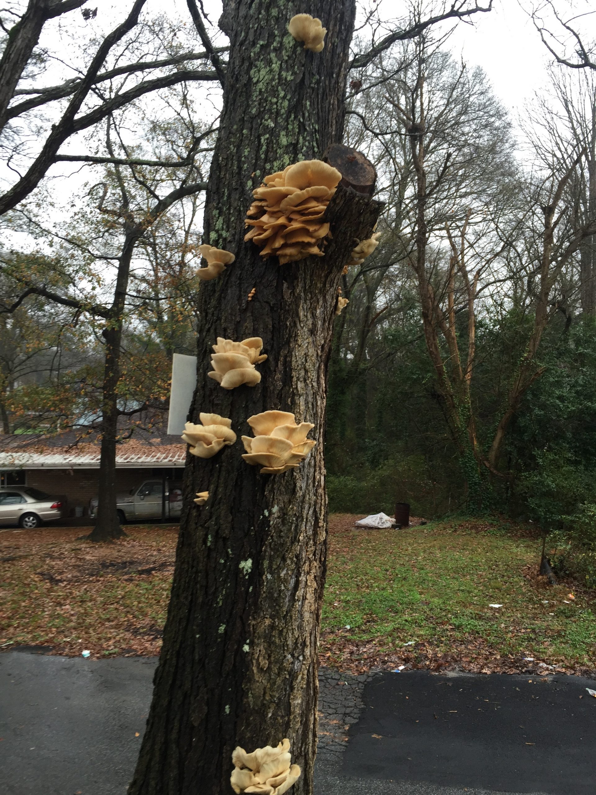 tree pecan with mushrooms 2