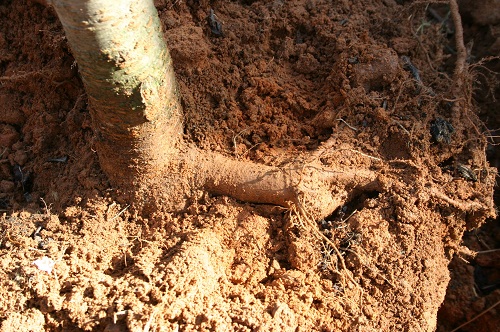 flare root at base of trunk