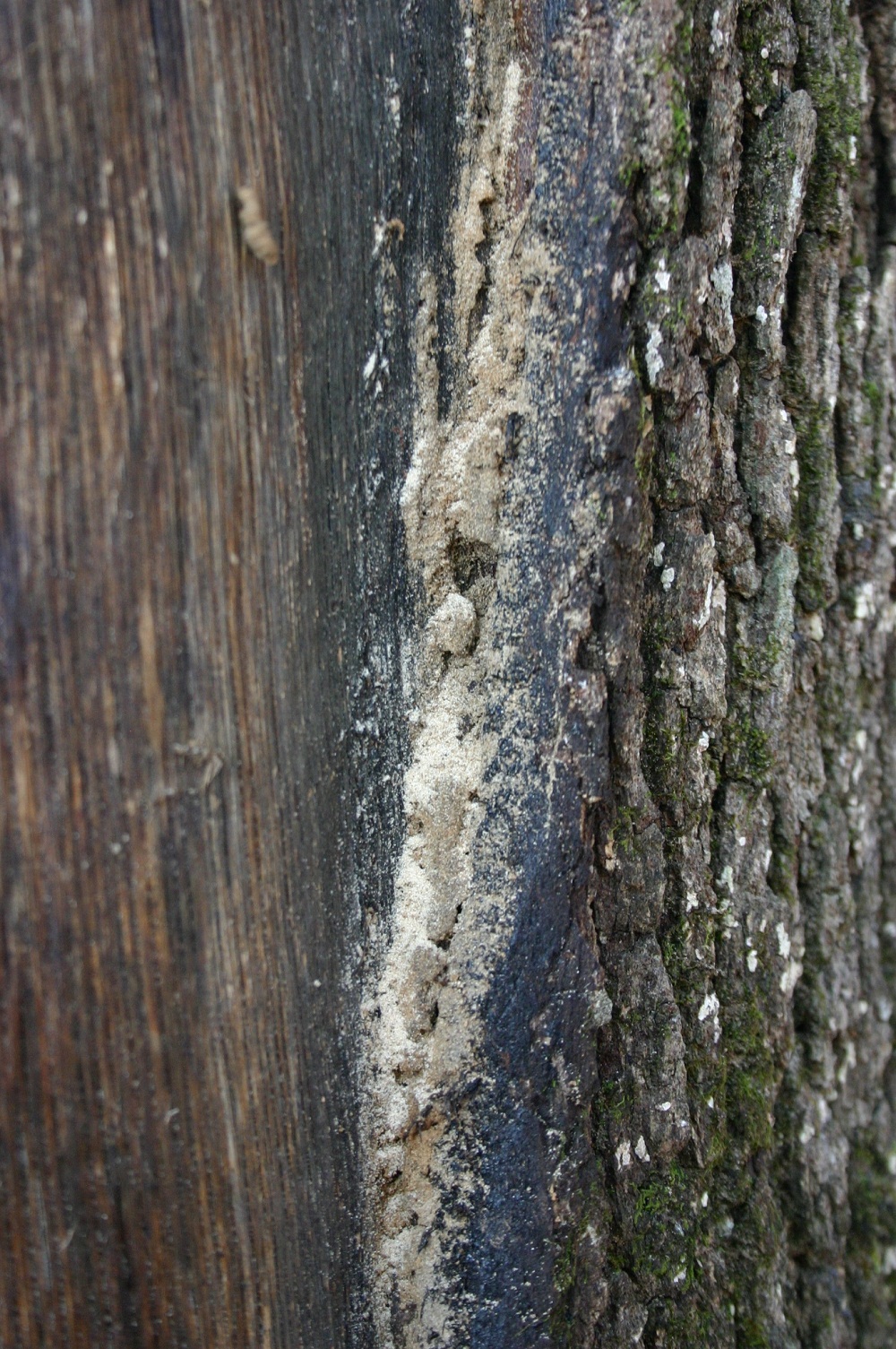 insect damage