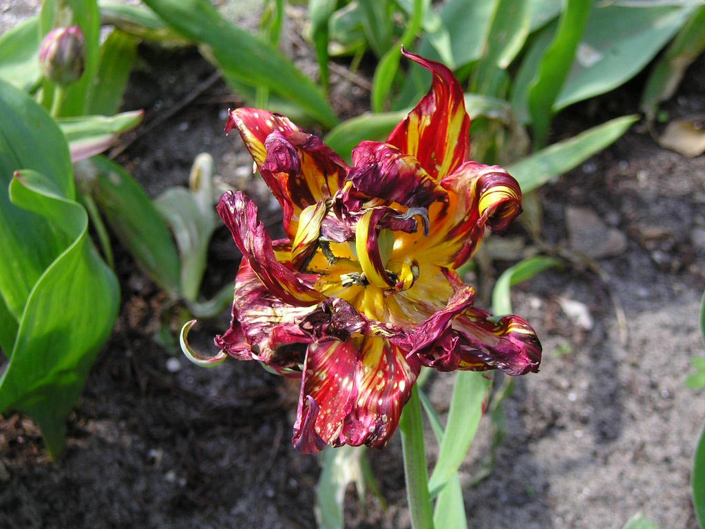 tulip disease 1