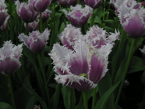 tulips 14