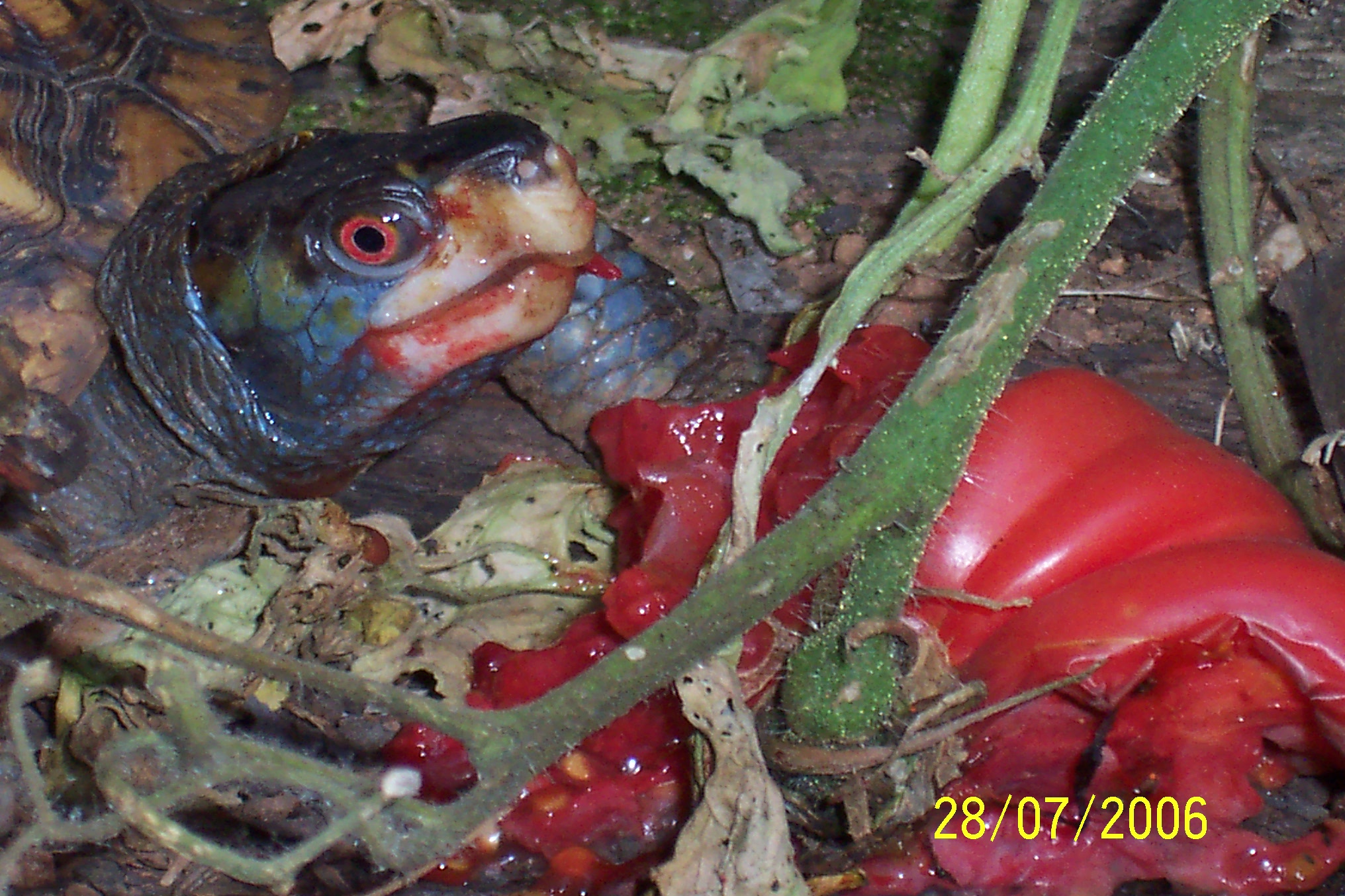 turtle eating tomato 1