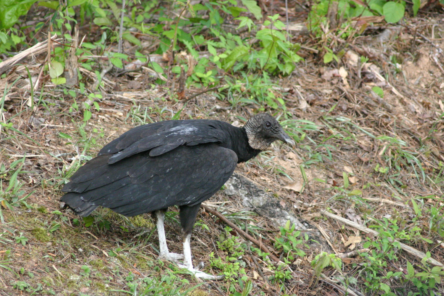 vulture black 2 (2)