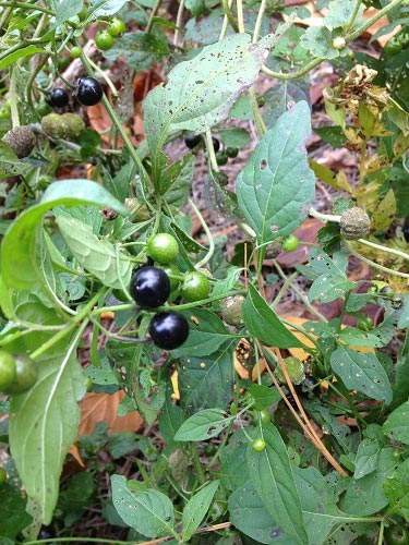 Black nightshade - Solanum nigrum