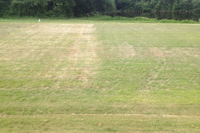 Side by side green up of two fine-textured zoysiagrasses taken on June 3, 2014 in Raleigh, NC. Note that both should be fully green and actively growing. The cultivar on the left had heavy winter injury and cultivar on right had moderate injury.