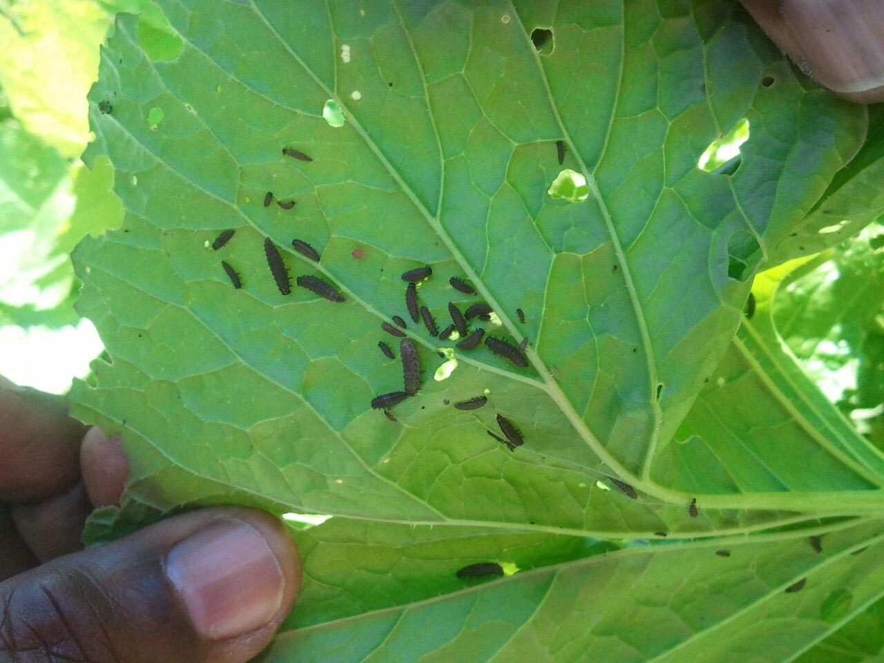 yellowmargined leaf beetle on turnip