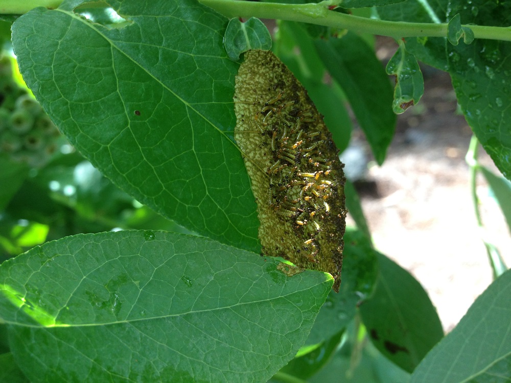 yellowneck caterpillars