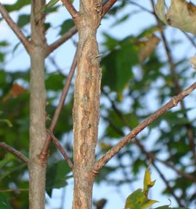 Mechanical Injury To Trees