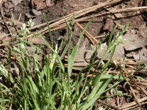 annual bluegrass 2 | Walter Reeves: The Georgia Gardener