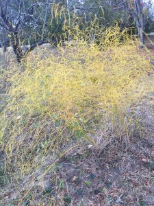 asparagus color 1 | Walter Reeves: The Georgia Gardener