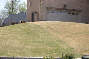 berm vs zoysia greenup | Walter Reeves: The Georgia Gardener