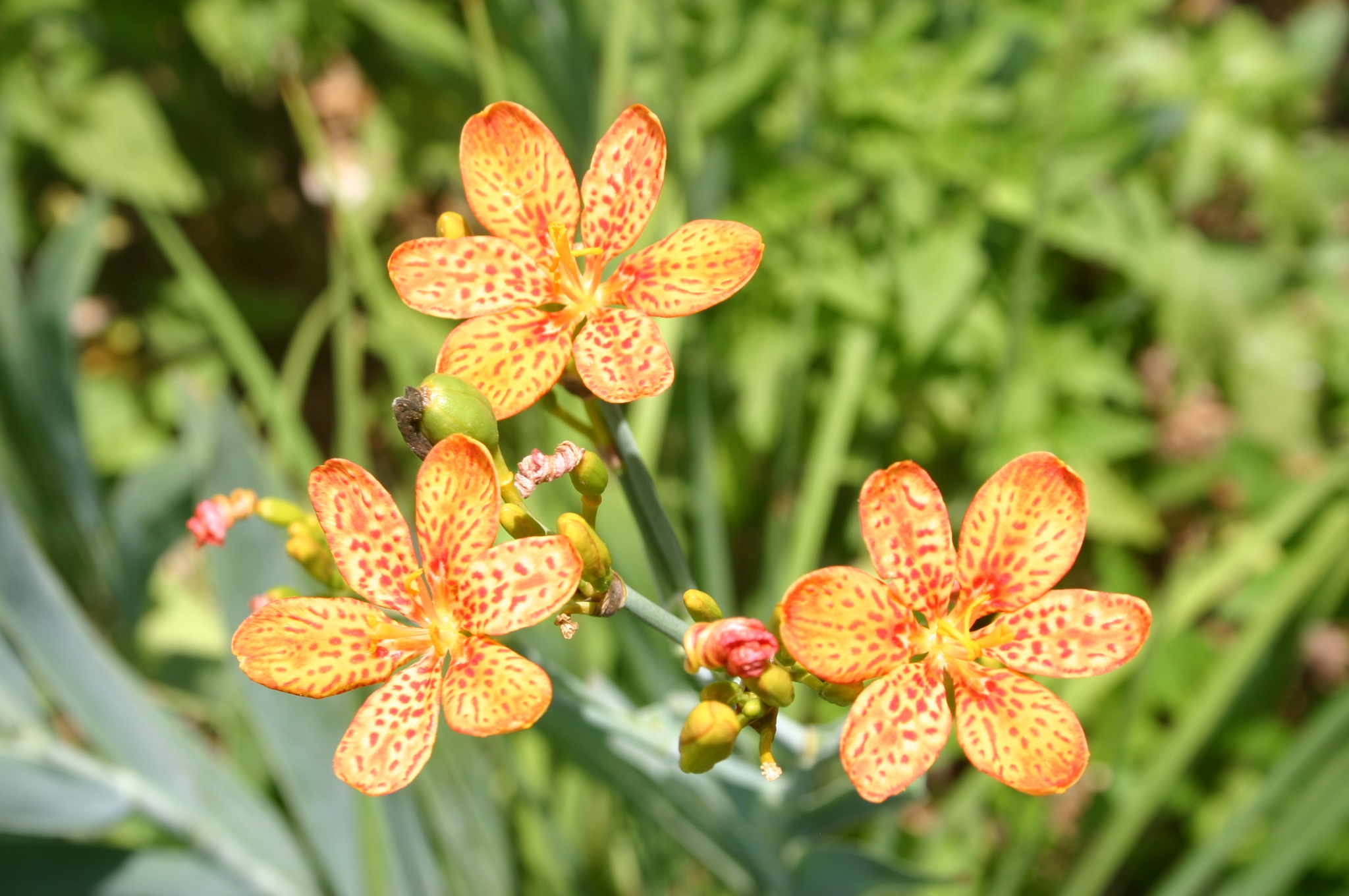 Blackberry Lily Seeds When to Plant Walter Reeves The Gardener
