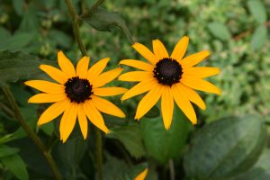 blackeyed Susan 2 (2) | Walter Reeves: The Georgia Gardener