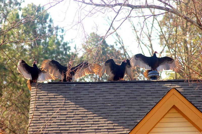 Buzzards (Vultures) Control Walter Reeves The Gardener