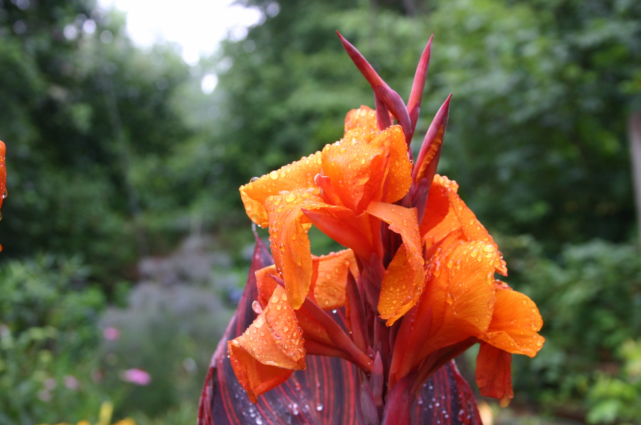 Cannas Transplanting Walter Reeves The Gardener