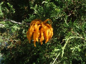 OLYMPUS DIGITAL CAMERA | Walter Reeves: The Georgia Gardener