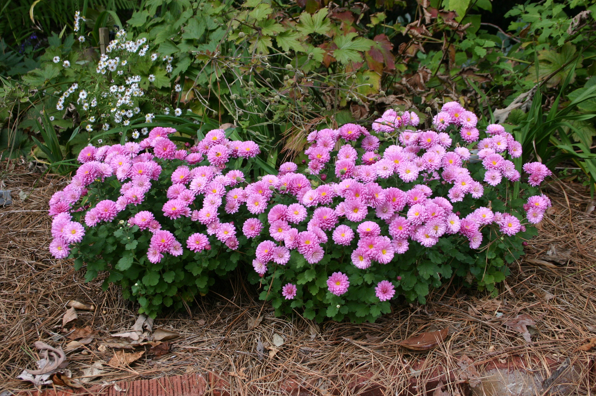 Mums Transplanting to bed Walter Reeves The Gardener