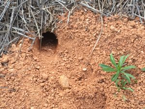 cicada killer Rick Cothran 2 | Walter Reeves: The Georgia Gardener
