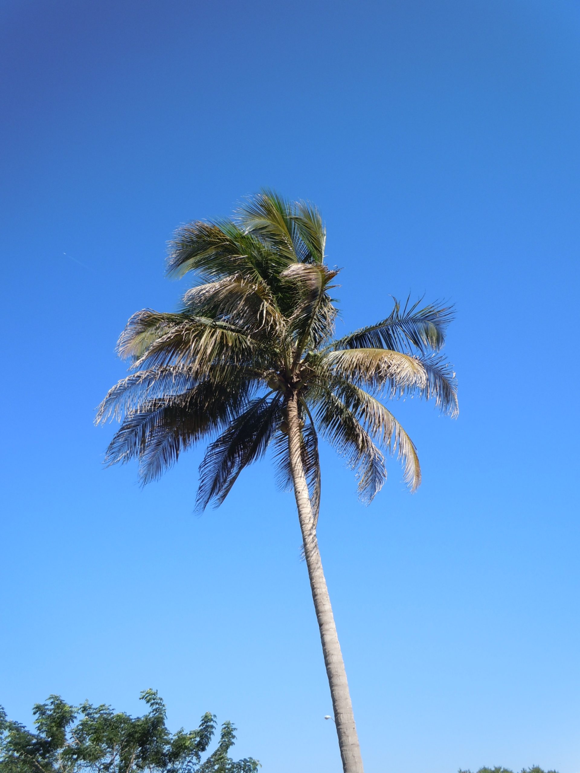 Coconut  Growing | Walter Reeves: The Georgia Gardener