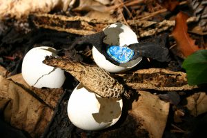 compost 1 | Walter Reeves: The Georgia Gardener