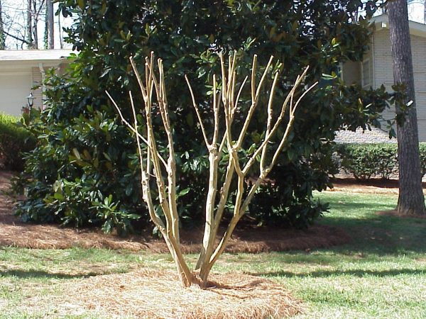 pruning calendar | Walter Reeves: The Georgia Gardener