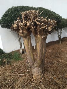 crape pruned badly | Walter Reeves: The Georgia Gardener