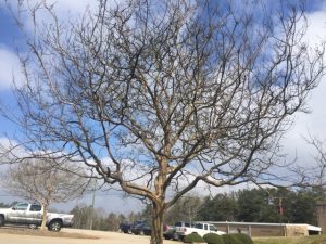 crapemyrtle unpruned | Walter Reeves: The Georgia Gardener