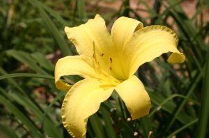 daylily yellow | Walter Reeves: The Georgia Gardener