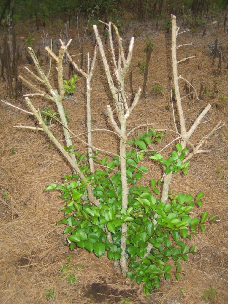 freeze damage crape frozen at top 1Jeff Pepple | Walter Reeves: The Georgia Gardener