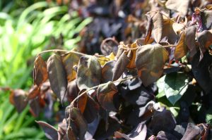 freeze damage loropetalum 1 | Walter Reeves: The Georgia Gardener