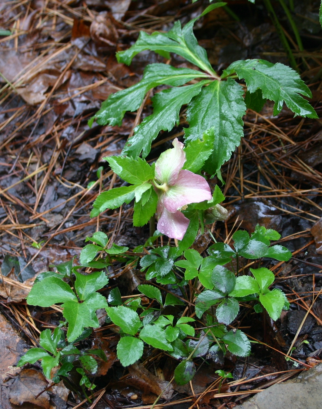Lenten rose Propagation by Seedlings Walter Reeves The
