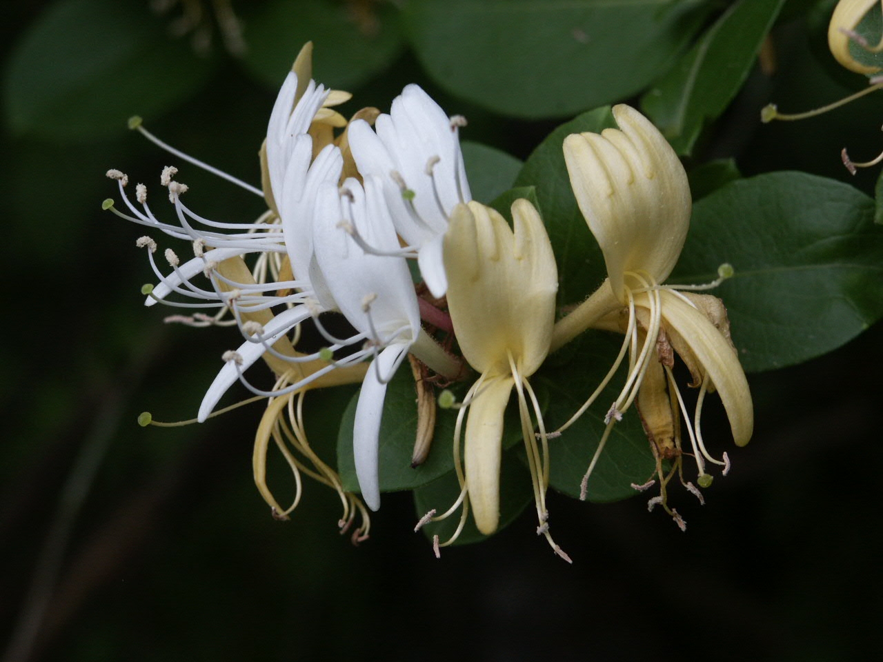 Honeysuckle Control Walter Reeves The Gardener