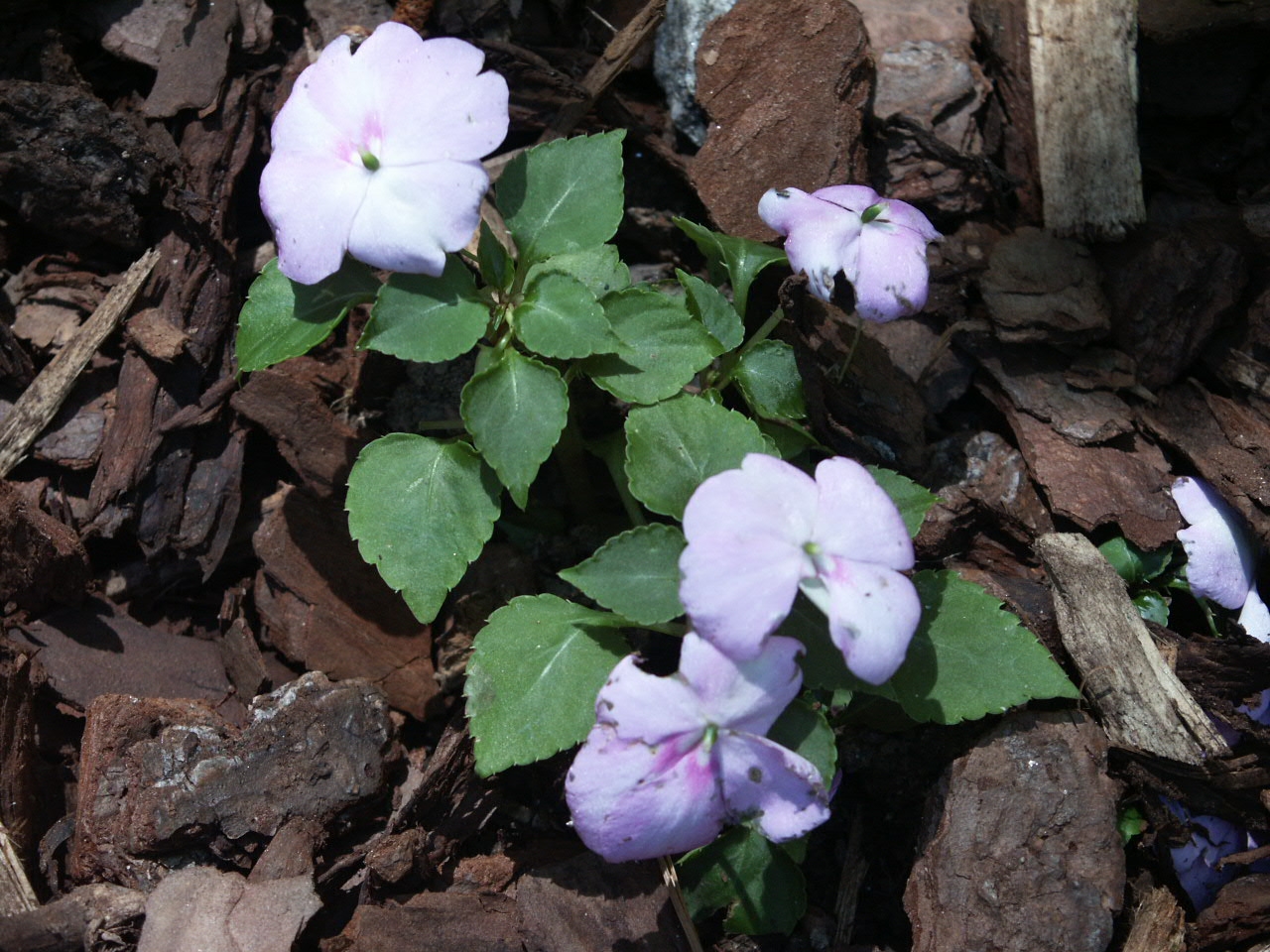 Impatiens Rooting Indoors Walter Reeves The Gardener