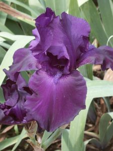 iris flower | Walter Reeves: The Georgia Gardener