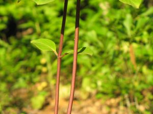 milkweed white 2 Martin Cunningham | Walter Reeves: The Georgia Gardener