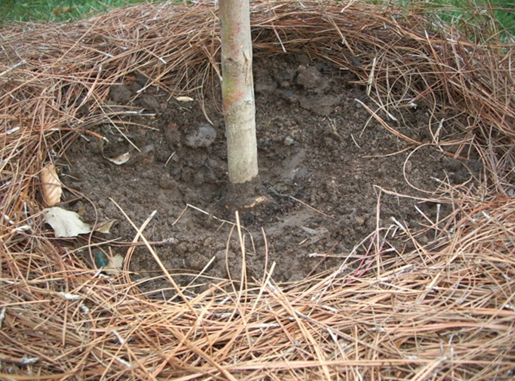 How to Mulch Correctly Walter Reeves The Gardener