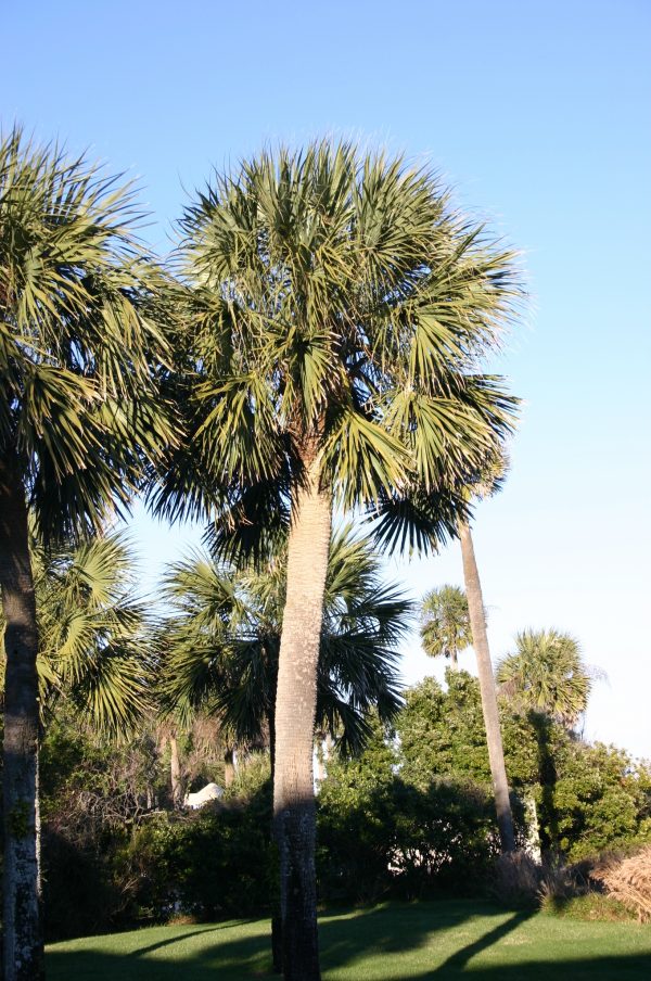 foxtail palm