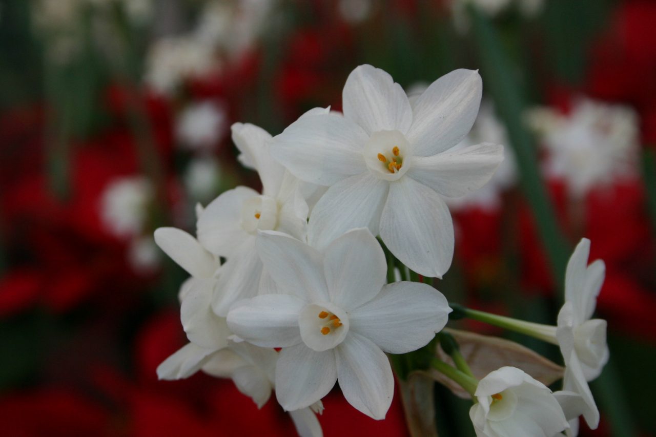 Paperwhite Narcissus Bloom Again? Walter Reeves The Gardener