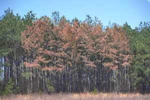 pine beetle bugwood | Walter Reeves: The Georgia Gardener