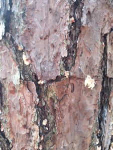 pine beetle damage Debbie Venner 1 | Walter Reeves: The Georgia Gardener