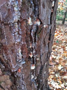 pine beetle damage Debbie Venner 2 | Walter Reeves: The Georgia Gardener