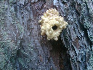 pine beetle resin | Walter Reeves: The Georgia Gardener