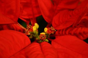 poinsettia flower 2 | Walter Reeves: The Georgia Gardener