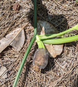 pumpkin poorly pollinated | Walter Reeves: The Georgia Gardener
