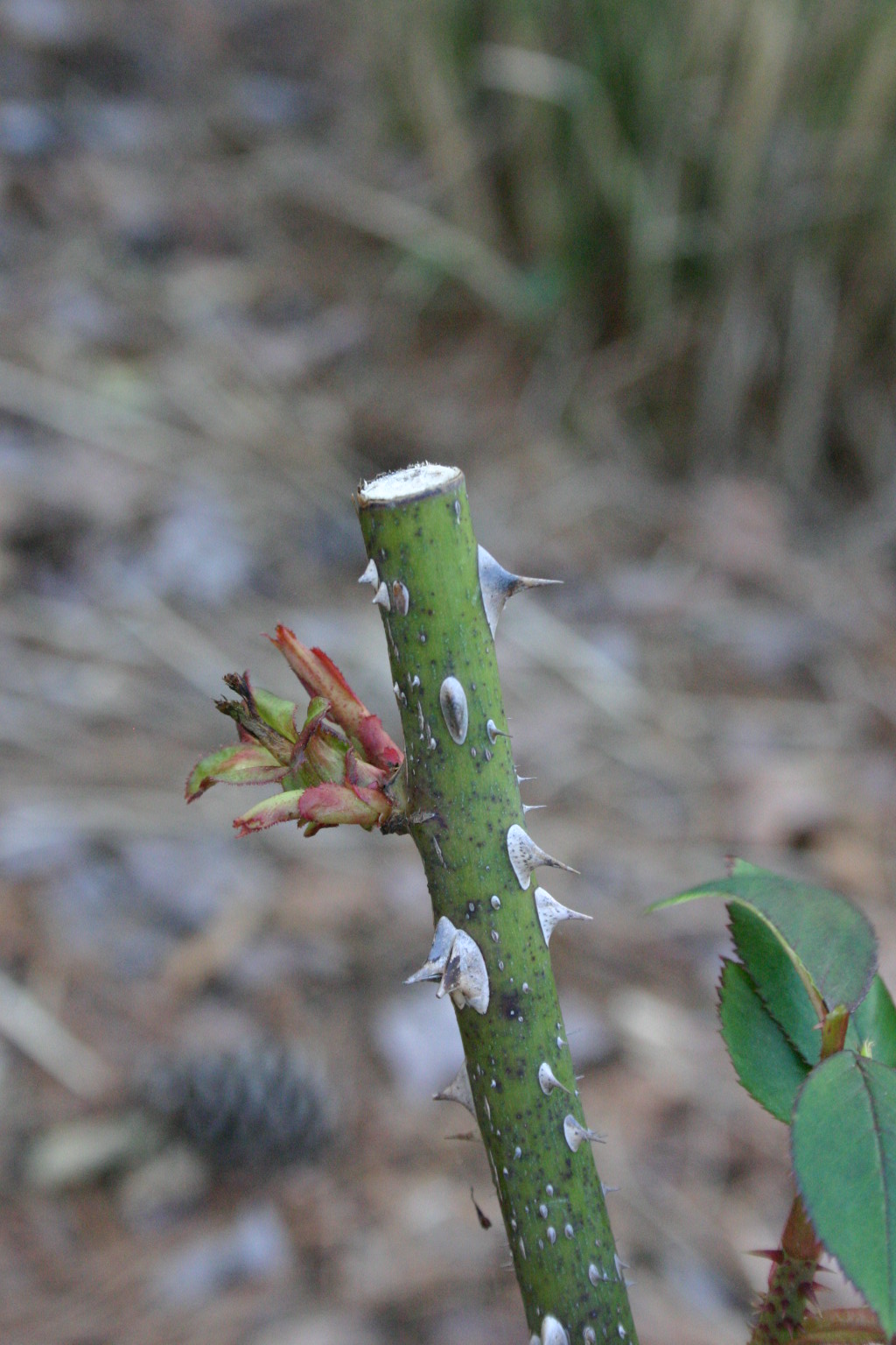 Knock Out® Rose – Pruning in Winter | Walter Reeves: The Georgia Gardener